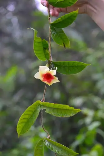 Foto dokumenter Mandevilla hirsuta