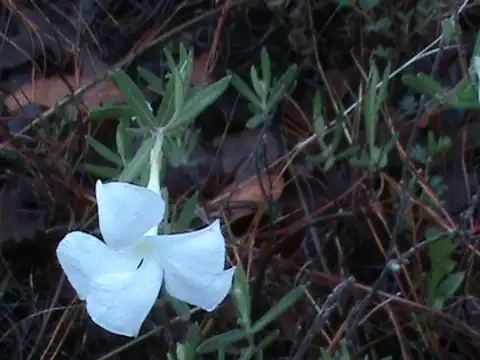 Foto dokumenter Mandevilla hypoleuca