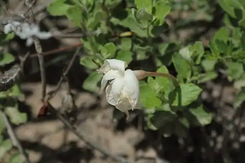Foto dokumenter Mandevilla lanuginosa