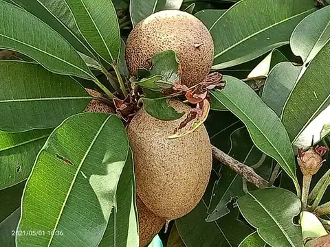 Foto dokumenter Manilkara zapota