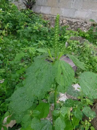 Foto dokumenter Acalypha setosa
