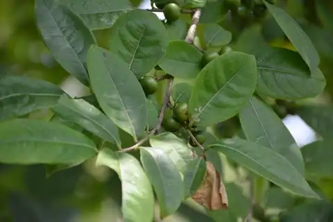 Foto dokumenter Margaritaria nobilis