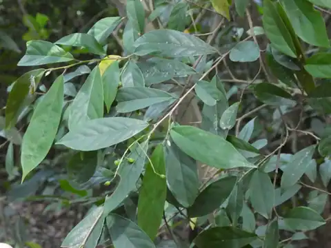 Foto dokumenter Antidesma japonicum