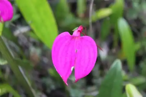Foto dokumenter Masdevallia coccinea