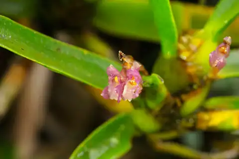 Foto dokumenter Maxillaria aggregata
