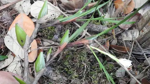 Foto dokumenter Maxillaria alba