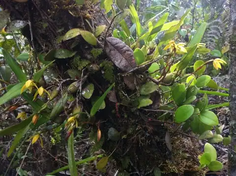 Foto dokumenter Maxillaria notylioglossa