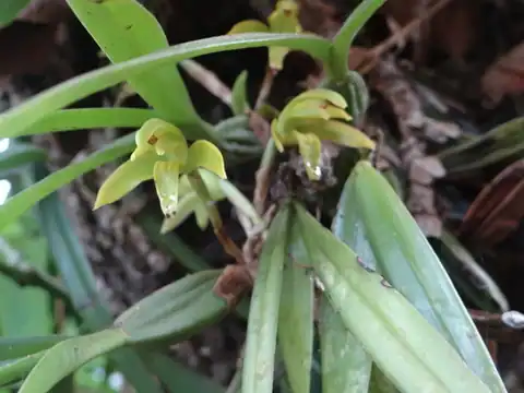Foto dokumenter Maxillaria scorpioidea
