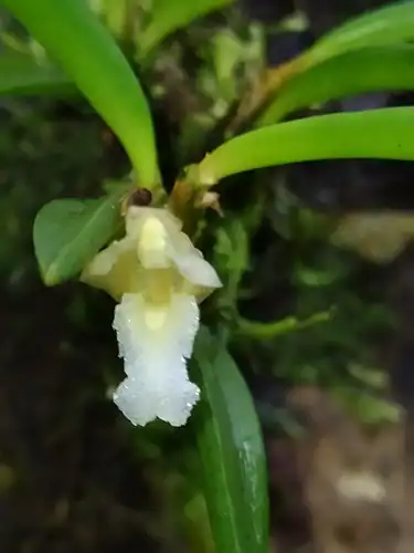 Foto dokumenter Maxillaria uncata