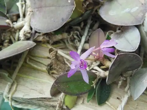Foto dokumenter Meiracyllium trinasutum