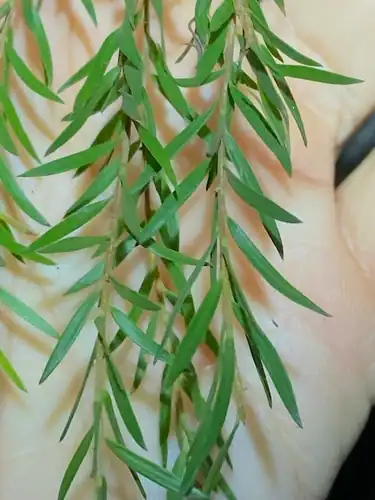 Foto dokumenter Melaleuca decora