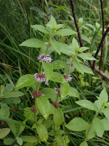 Foto dokumenter Mentha canadensis