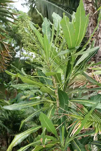 Foto dokumenter Meryta latifolia