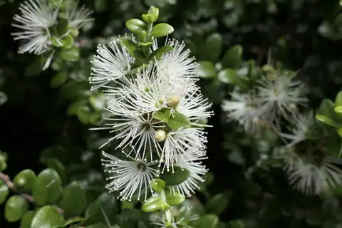 Foto dokumenter Metrosideros perforata