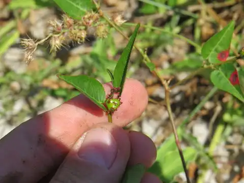 Foto dokumenter Microstachys corniculata