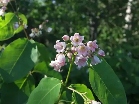 Foto dokumenter Apocynum androsaemifolium