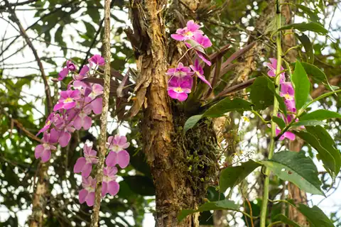 Foto dokumenter Miltoniopsis vexillaria
