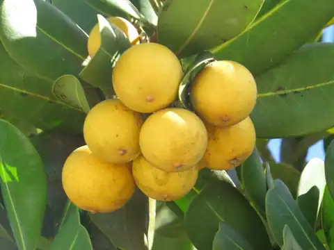 Foto dokumenter Mimusops coriacea