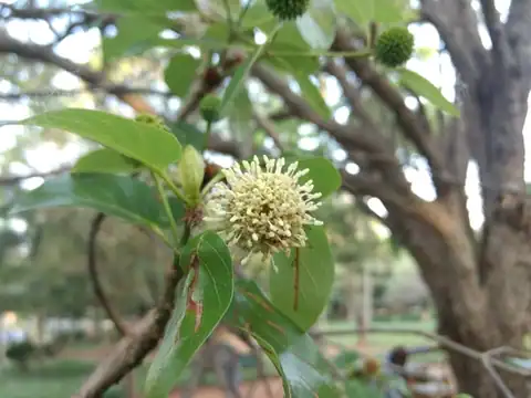 Foto dokumenter Mitragyna parvifolia