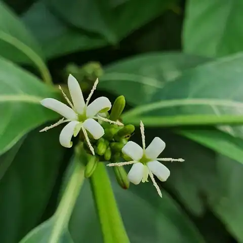 Foto dokumenter Morinda elliptica