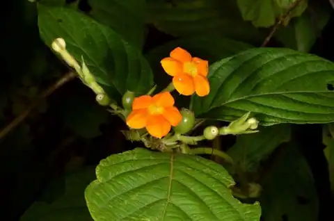 Foto dokumenter Mussaenda frondosa