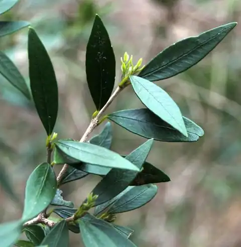 Foto dokumenter Myrceugenia chrysocarpa