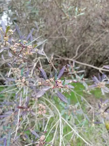 Foto dokumenter Myrceugenia lanceolata
