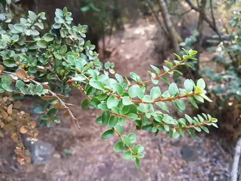 Foto dokumenter Myrceugenia obtusa
