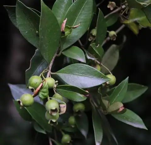 Foto dokumenter Myrceugenia planipes