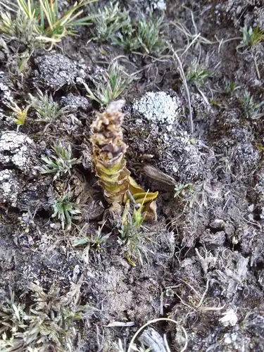 Foto dokumenter Myrosmodes paludosa