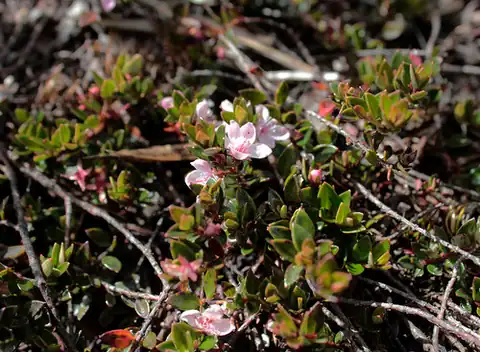 Foto dokumenter Myrteola nummularia