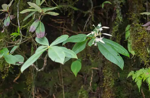 Foto dokumenter Neohymenopogon parasiticus