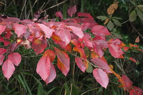 Foto dokumenter Neoshirakia japonica