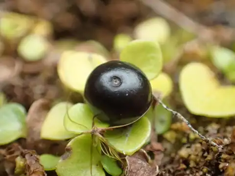 Foto dokumenter Nertera nigricarpa