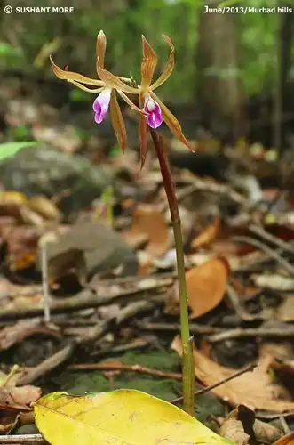 Foto dokumenter Nervilia plicata