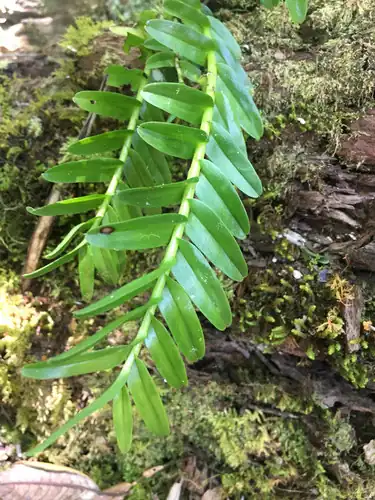 Foto dokumenter Appendicula reflexa