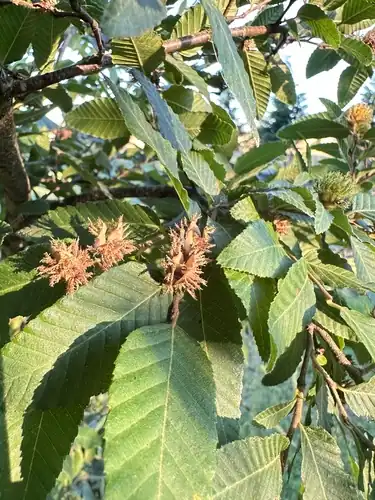 Foto dokumenter Nothofagus alpina