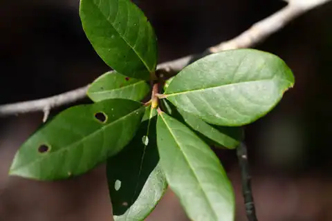 Foto dokumenter Nyssa biflora