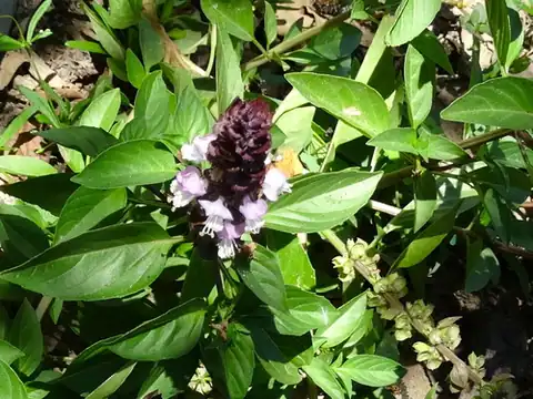 Foto dokumenter Ocimum basilicum