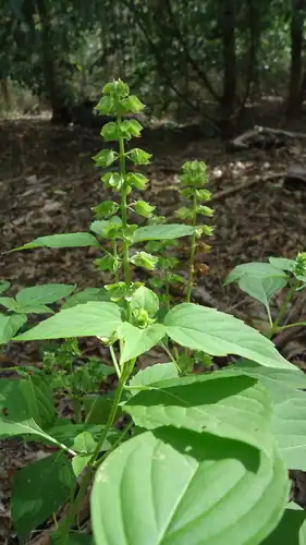 Foto dokumenter Ocimum campechianum