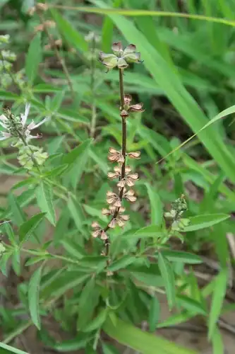 Foto dokumenter Ocimum filamentosum