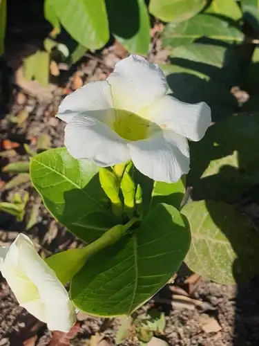 Foto dokumenter Odontadenia lutea