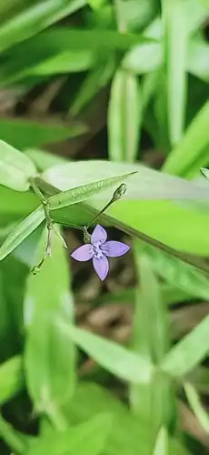 Foto dokumenter Oldenlandia affinis
