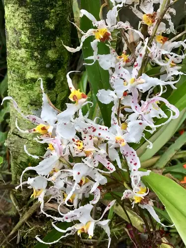 Foto dokumenter Oncidium cirrhosum