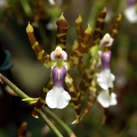 Foto dokumenter Oncidium laeve