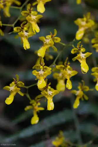 Foto dokumenter Oncidium ornithorhynchum