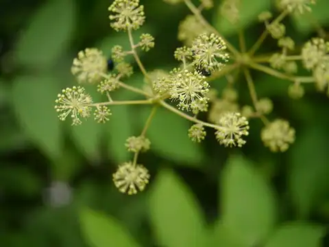Foto dokumenter Aralia cachemirica