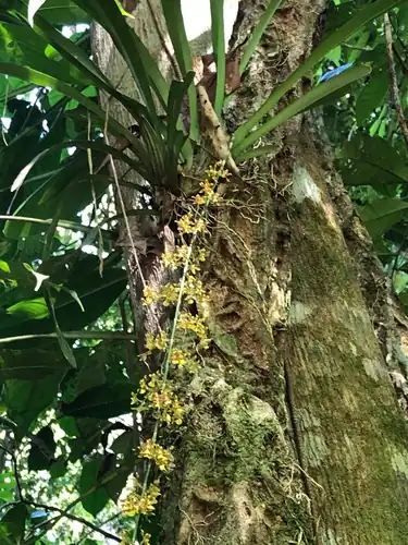 Foto dokumenter Oncidium polycladium