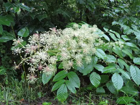 Foto dokumenter Aralia cordata