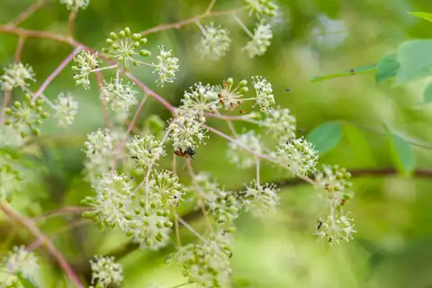 Foto dokumenter Aralia spinosa